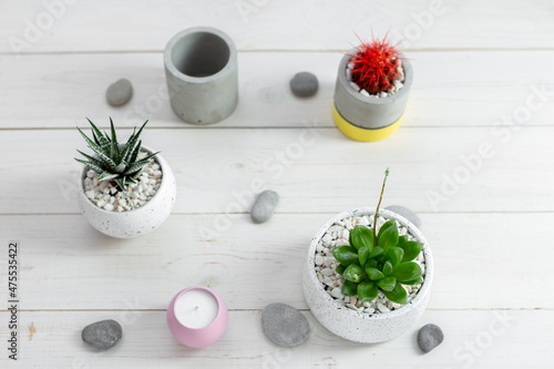 Collection of various cactus and succulent plants in different pots on a white wooden table. Potted cactus house plants.