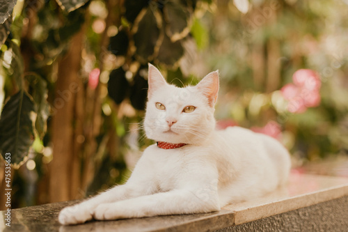 white cat with yellow eyes lying in the garden