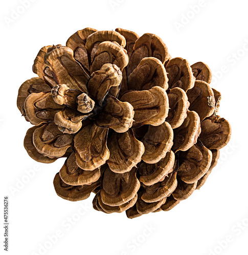 Fir cones isolated on white background closeup