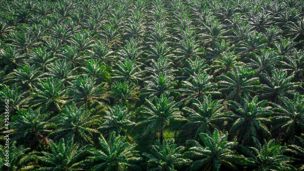 high angle view of oil palm plantation planted in an orderly manner