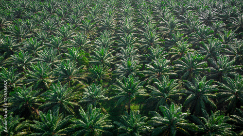 Obraz na płótnie high angle view of oil palm plantation planted in an orderly manner w salonie