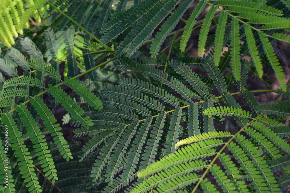 Fototapeta premium Hojas verdes de árbol