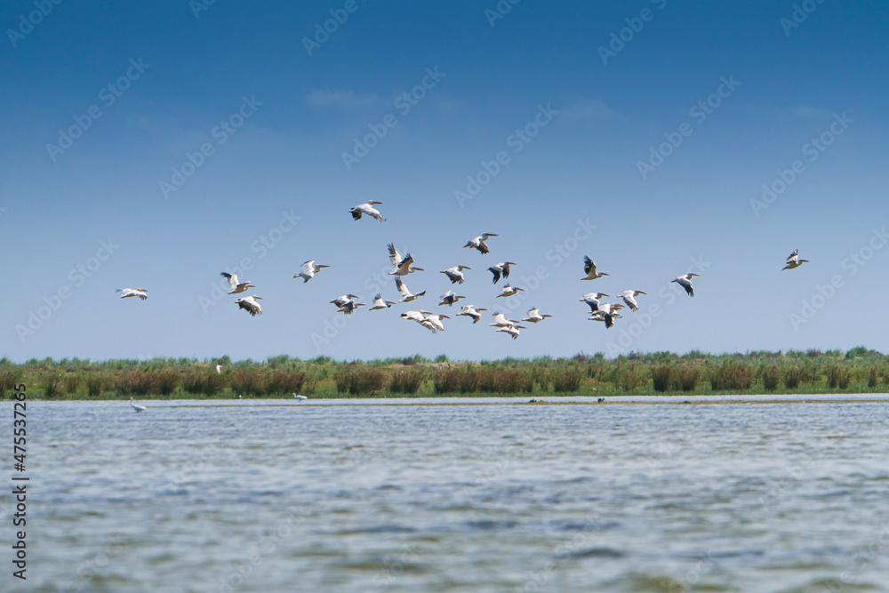 Birds of Danube Delta in Romania. A flock of a lot of pelicans flying over the waters of this amazing and unique place from Europe.