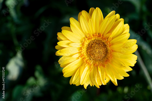 Wallpaper Mural Above view of the beauty of flower petals Transvaal daisy. Yellow color large petal species. with blurred of green leaves. Torontodigital.ca