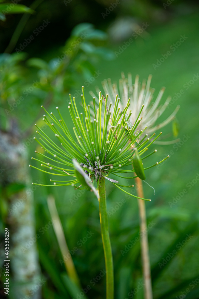 Tropical flower in the field, natural green vegetation, beautiful summer day landscape Tropical flower in the field, natural green vegetation, beautiful summer day landscape