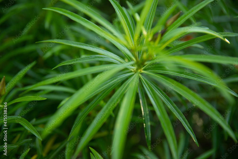 green vegetation in the forest, beautiful green landscape in summer day