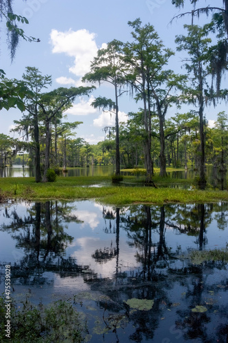 Canvastavla Cyprus swamp greenery blue sky trees with Spanish moss reflecting in black water