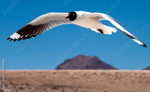 White bird flying above the Atacama desert alto plato in Bolivia.