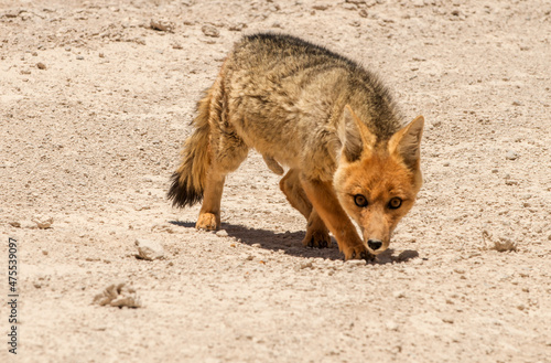 A red fox in the Atacama desert in Bolivia.