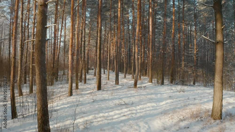Beautiful Snowy White Forest In Winter Frosty Day. Top View Above Amazing Pine Forest Landscape. Scenic View Of Park Woods. Nature Elevated View Of Winter Frost Woods. Snowy Coniferous. Beautiful Snowy White Forest In Winter Frosty Day. Top View Above Amazing Pine Forest Landscape. Scenic View Of Park Woods. Nature Elevated View Of Winter Frost Woods. Snowy Coniferous.