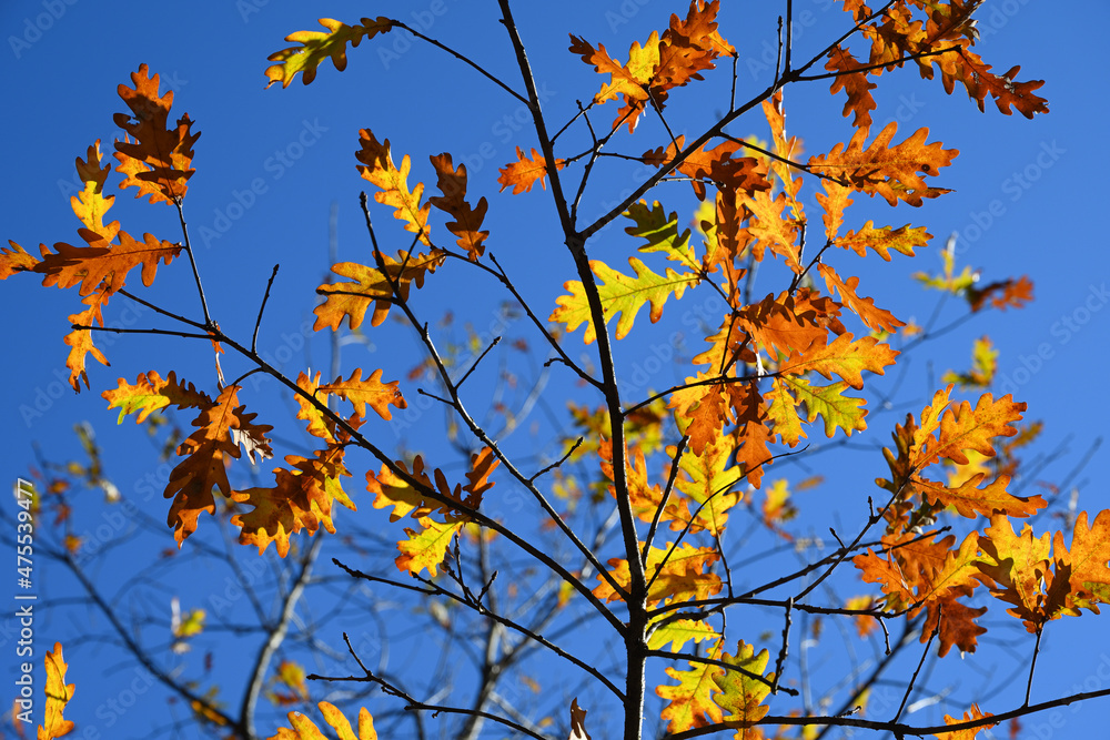 Vivid oak autumn leaves on blue sky background Vivid oak autumn leaves on blue sky background