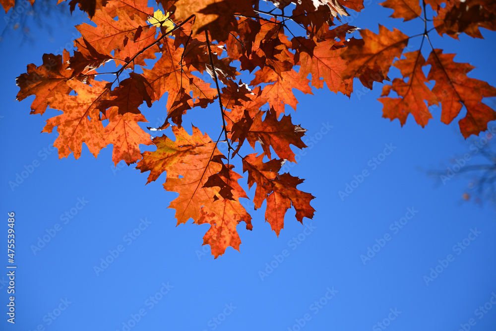 Red oak autumn leaves on blue sky background Red oak autumn leaves on blue sky background