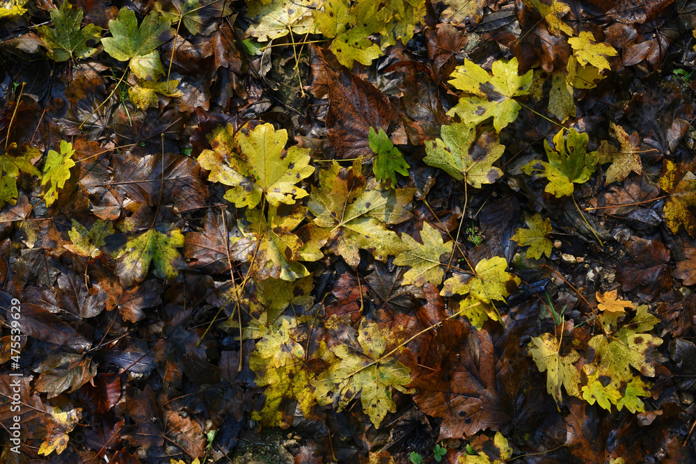 Wet fallen leaves in autumn Wet fallen leaves in autumn