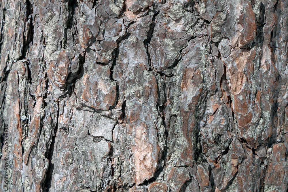 Brown background texture of tree bark Brown background texture of tree bark