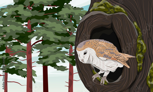 A barn owl peeps out of a large hollow of an old tree covered with moss. Realistic vector forest landscape