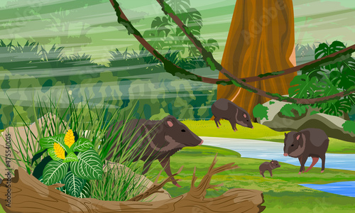 A herd of peccari with adult pigs and piglets in the jungle on the bank of the stream. Rainforests of Amazonia. Tree, epiphytes, creepers, banana trees and monsteras. Realistic Vector Landscape