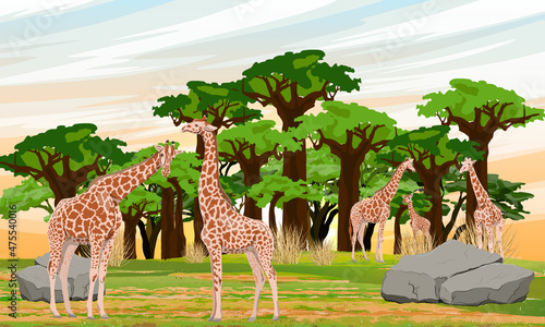 A group of adult giraffes and cubs in the African savannah near the baobab grove. Wildlife of Africa. Realistic vector landscape