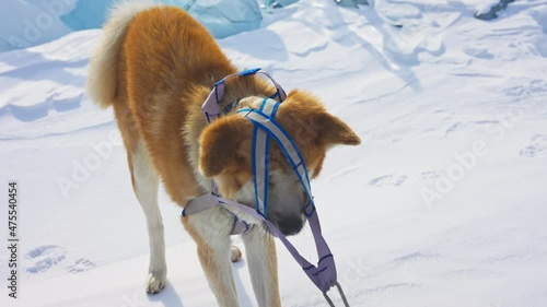 Confused sled dog stand at white snow, ginger pooch stuck in equipped harness