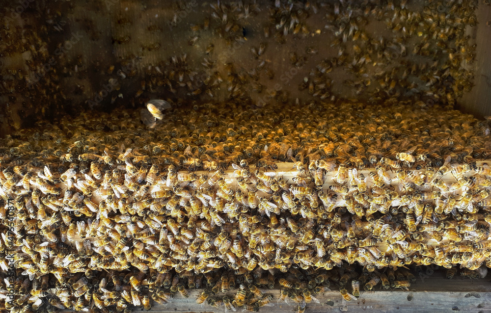 Macro image of the working bees on honey cells. Bee on honeycomb. Apiculture. Close up of a frame with a wax honeycomb of honey with bees on them. Apiary workflow. panoramic, copy space. Macro image of the working bees on honey cells. Bee on honeycomb. Apiculture. Close up of a frame with a wax honeycomb of honey with bees on them. Apiary workflow. panoramic, copy space.