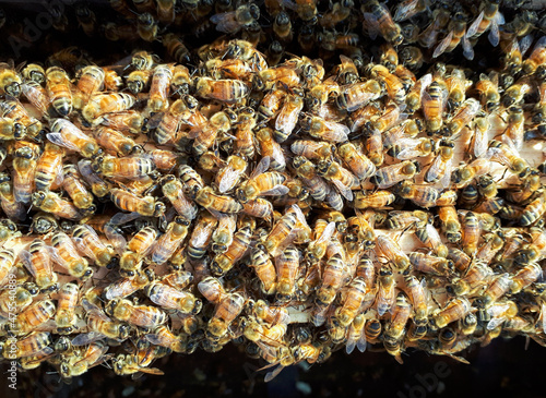 Macro image of the working bees on honey cells. Bee on honeycomb. Apiculture. Close up of a frame with a wax honeycomb of honey with bees on them. Apiary workflow. panoramic, copy space.