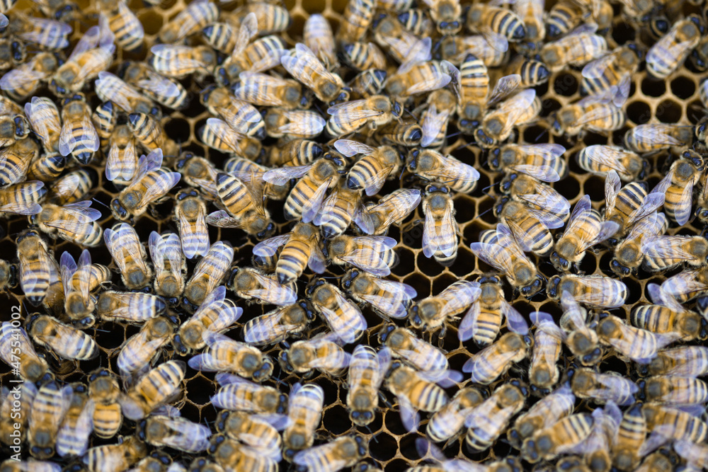 Macro image of the working bees on honey cells. Bee on honeycomb. Apiculture. Close up of a frame with a wax honeycomb of honey with bees on them. Apiary workflow. panoramic, copy space. Macro image of the working bees on honey cells. Bee on honeycomb. Apiculture. Close up of a frame with a wax honeycomb of honey with bees on them. Apiary workflow. panoramic, copy space.