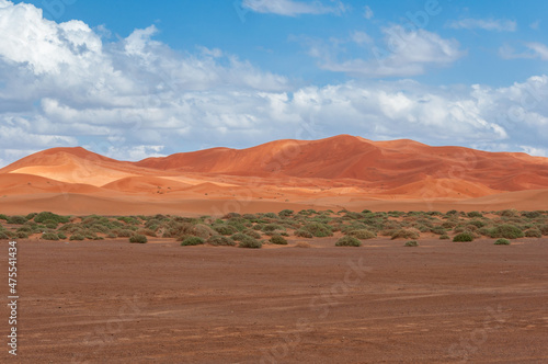 Dunes after a rain in the Sahara desert