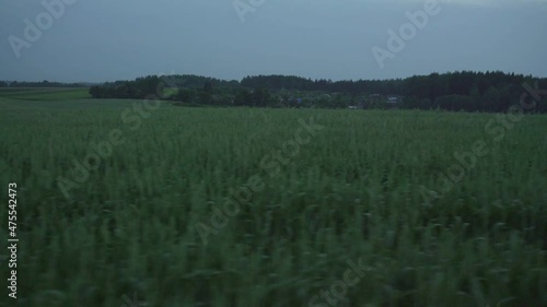 large field of young green wheat that grows in farm near village taken from driving car in summer twilight photo