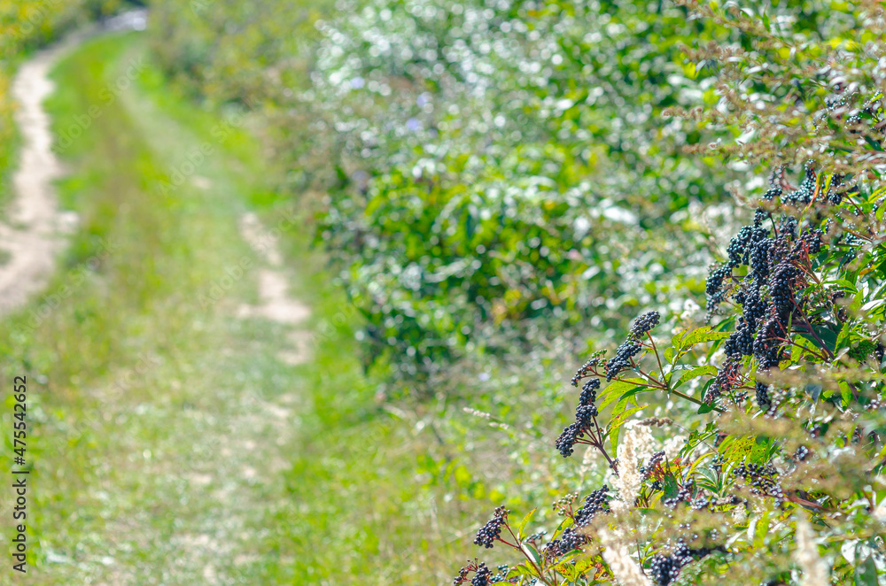 Black elderberry bushes along  field road.