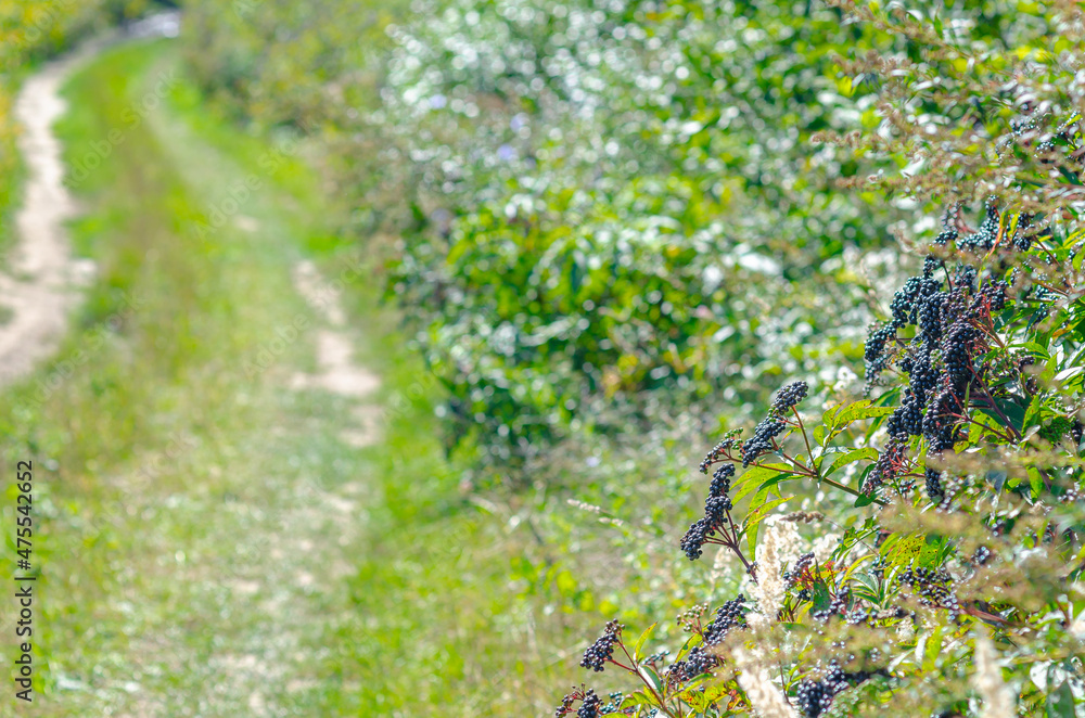 Black elderberry bushes along field road. Black elderberry bushes along field road.