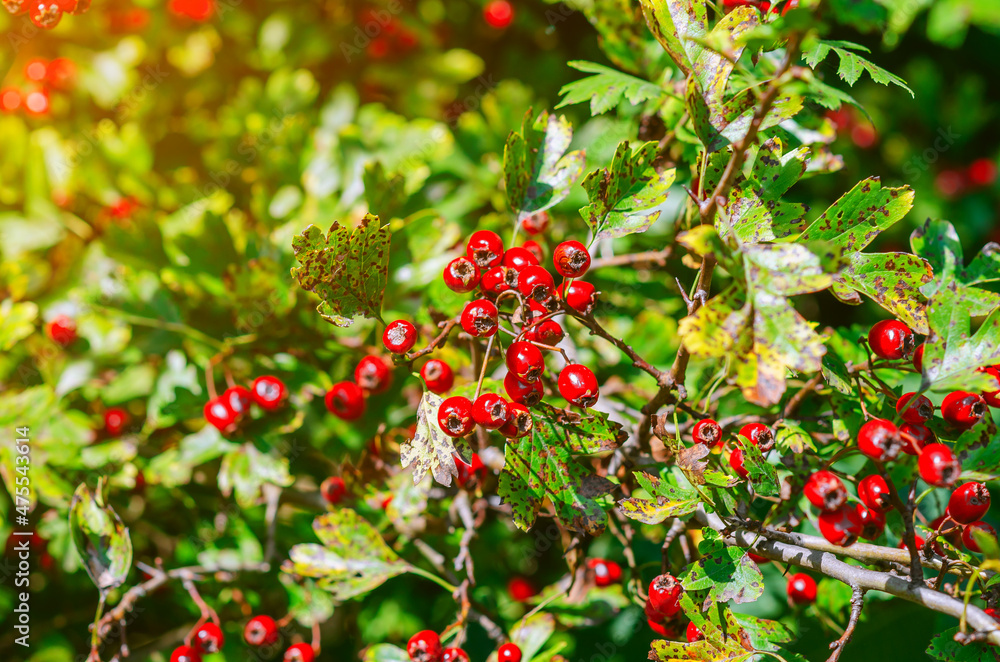 Bright red hawthorn on background of green leaves. Medicinal plant. Treatment of heart disease. Alternative medicine.