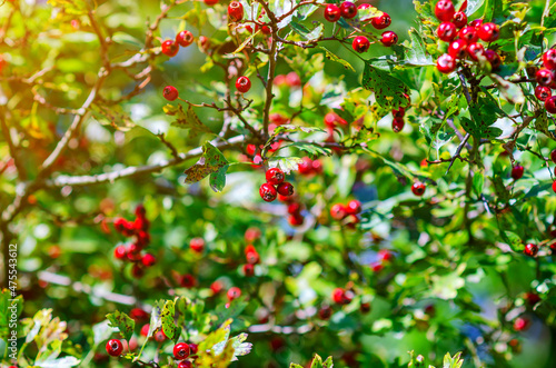 Bright red hawthorn on background of green leaves. Medicinal plant. Treatment of heart disease. Alternative medicine.