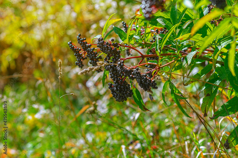 Black bunches of ripe black elderberry, medicinal plant, lung diseases, coronavirus treatment, natural remedies Black bunches of ripe black elderberry, medicinal plant, lung diseases, coronavirus treatment, natural remedies