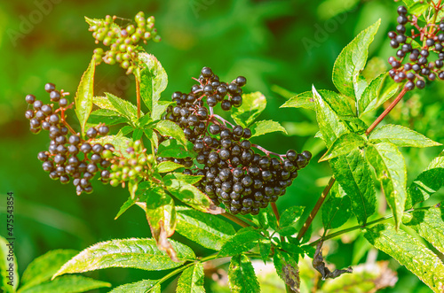 Bunches of black elderberry in the sunlight. Elderberry, black elderberry, European elderberry. Autumn, late summer. Medicinal plants. Coronavirus treatment