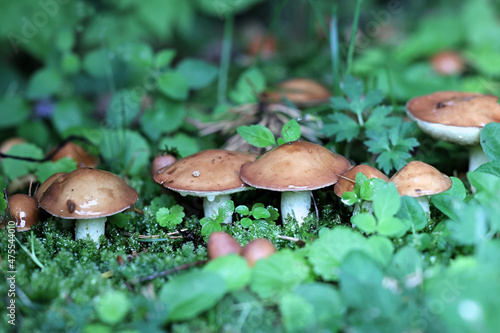 Suillus granulatus, known as the weeping bolete or the granulated bolete, wild edible mushroom from Finland photo