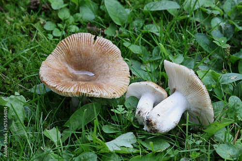 Russula recondita, a brittlegill mushroom from Finland with no common english name