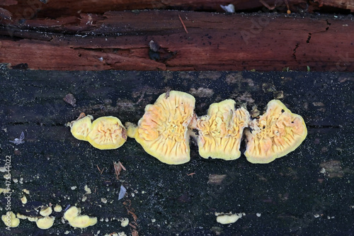 Pseudomerulius aureus, also called Merulius aureus or Plicatura aurea, commonly known as Orange Netcrust, wild mushroom from Finland photo