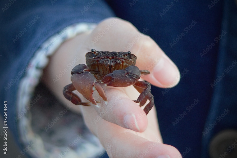 Obraz premium 手のひらの上のカニ