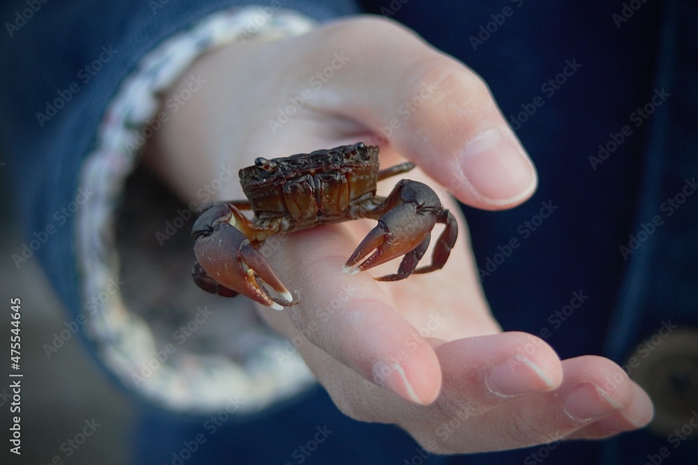 Fototapeta premium 手のひらの上のカニ