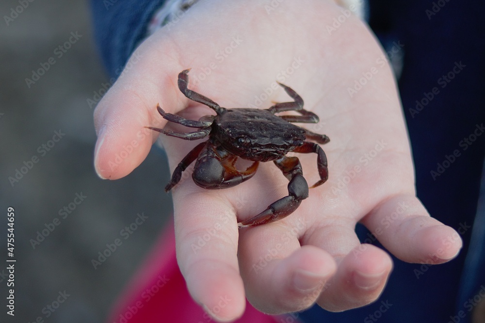 Obraz premium 手のひらの上のカニ