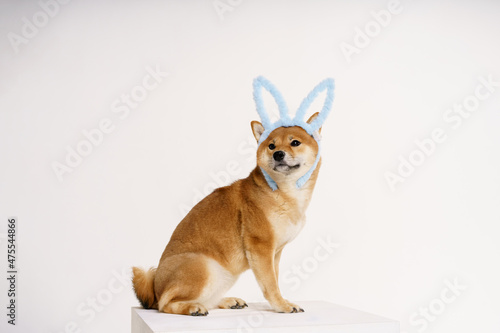 Shiba inu dog sits in blue easter bunny ears and looks to the side on a light background in the studio © Екатерина Переславце