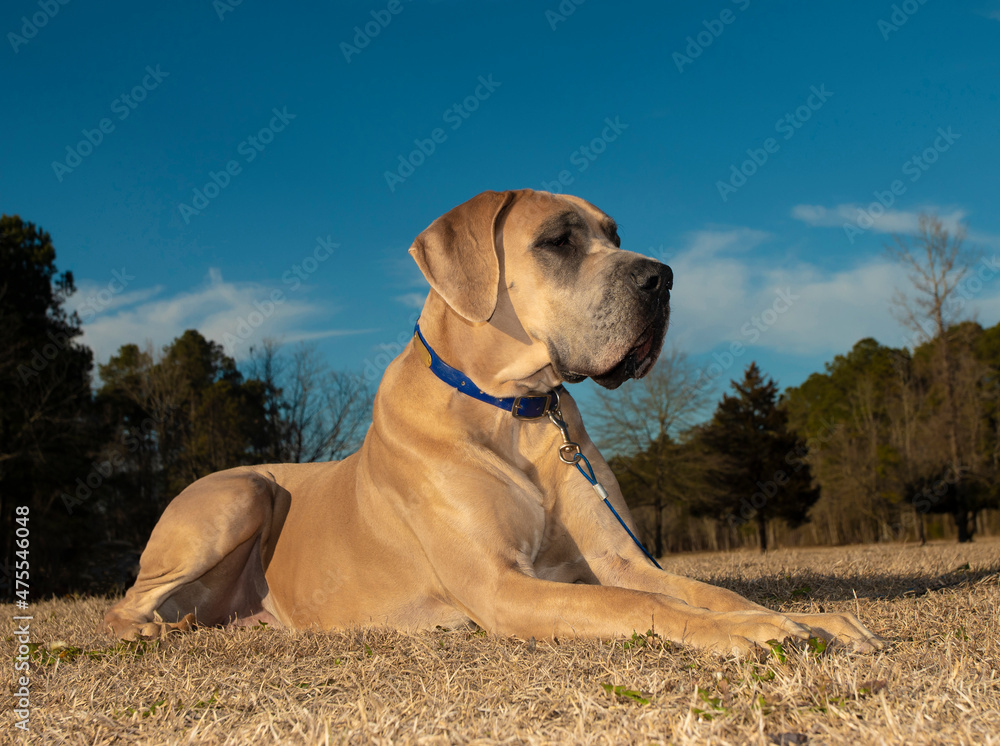 Purebred Great Dane on grass in the winter