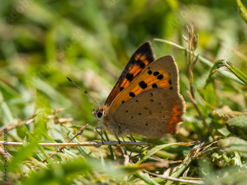 Small Copper Butterfly Resting on Grass