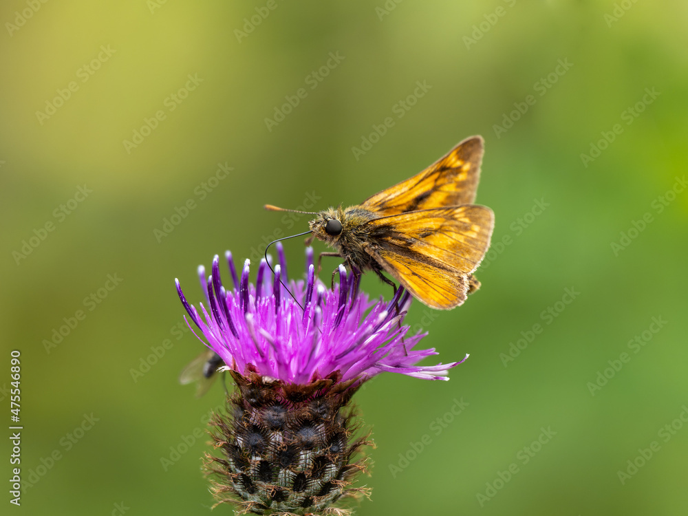 Large Skipper Butterfly feeding on Knapweed Large Skipper Butterfly feeding on Knapweed