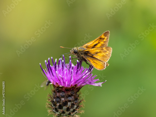 Large Skipper Butterfly feeding on Knapweed