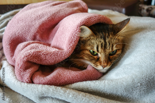 Cat basking under a pink blanket on a winter day © gyermol