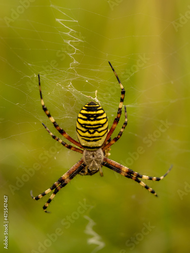 Female Wasp Spider on a Web