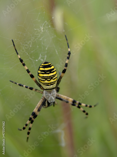 Female Wasp Spider on a Web © Stephan Morris 