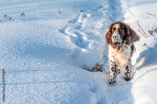 Fluffy English Springer Spaniel runing alone near cold white snowdrift with footprints in trodden path by dry wild grass on sunny winter day