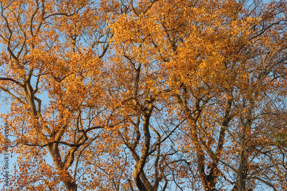 Golden autumn leaves against a blue sky Golden autumn leaves against a blue sky