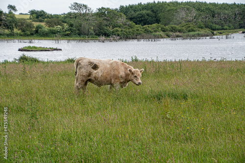 Fressendes Helles Rind im Naturschutzgebiet Geltinger Birk vor einem See photo